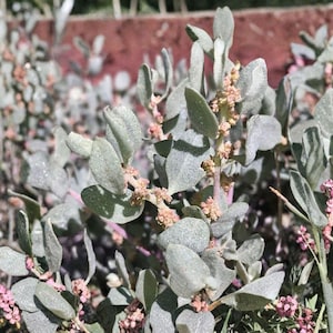 May include: A cluster of Atriplex halimus plants featuring silvery-grey, oval-shaped leaves and small, light pink flower buds growing along the stems. The foliage has a dusty, matte texture, and the plants are arranged in a row in an outdoor setting.