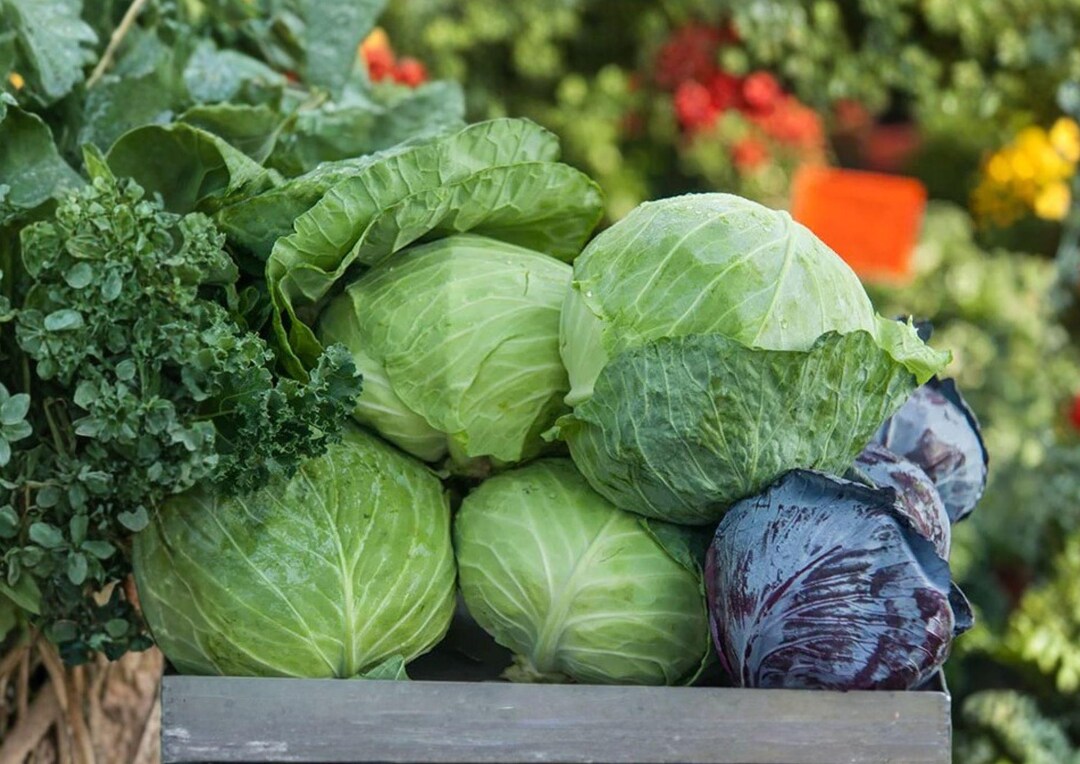 500+ Charleston Wakefield Cabbage Seeds Heirloom Non GMO Vegetable ...