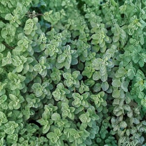 May include: Close-up of a dense patch of small, light green plants. The leaves are rounded and arranged in clusters, creating a textured, natural pattern. The overall tone is fresh and vibrant, suggesting a healthy, thriving plant.