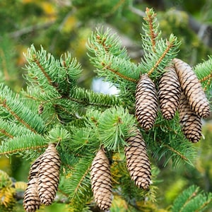 May include: A cluster of brown, textured pine cones hanging from the vibrant green needles of a coniferous tree branch. The pine cones are elongated and oval-shaped, displaying a layered, woody scale pattern throughout their entire structure.