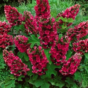 May include: A vibrant plant featuring multiple upright, conical clusters of deep magenta-red flowers. The dense, textured blossoms are surrounded by lush, dark green, lobed foliage that creates a full, rounded shape with a rich color contrast.