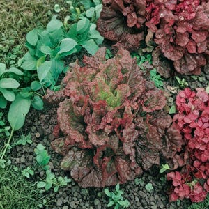 May include: A garden bed featuring various plants. The image showcases a vibrant mix of red lettuce, green leafy plants, and other red flowering plants. The plants are set against a backdrop of green grass and dark soil.