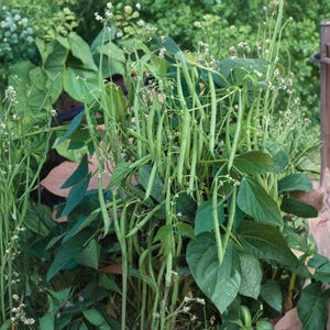 May include: A lush garden scene featuring vibrant green bean plants with long, slender pods. The beans are growing amidst large, dark green leaves and delicate white flowers. A wooden fence is visible in the background, suggesting a home garden setting.
