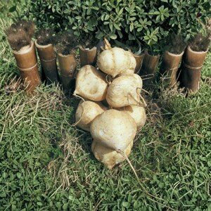 May include: A collection of jicama roots, pale beige in color, are piled on green grass. Behind them, several bamboo containers hold dark, brush-like items. The scene is set outdoors with a backdrop of green foliage.