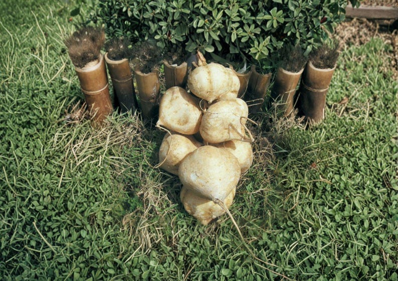 May include: A collection of jicama roots, pale beige in color, are piled on green grass. Behind them, several bamboo containers hold dark, brush-like items. The scene is set outdoors with a backdrop of green foliage.
