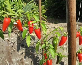 Fresno Chile Hot Pepper Seeds – Heirloom Vegetable, Medium Heat, Fruity Flavor, Garden Growing