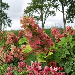 May include: A field of vibrant pink and coral hydrangea flowers with large, cone-shaped clusters of petals and lush green leaves. The plants are arranged in dense groupings, showcasing various shades of pink, from soft coral to deep rose, under a cloudy sky.