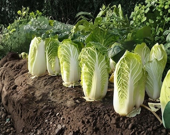 Kogane Chinese Cabbage Seeds, Napa Type, Heirloom Asian Vegetable (150 Seeds)