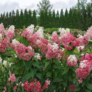 May include: A cluster of panicle hydrangea flowers featuring a gradient of colors ranging from creamy white to soft pink and deep rose. The conical flower heads are supported by dark green, serrated leaves on upright stems in a garden setting.