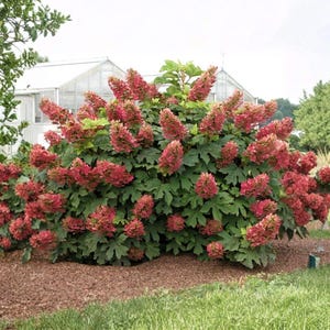 Live Ruby Slippers Hydrangea Plant – 4" Pot – 6–10" Tall – White to Ruby Red Flowering Shrub