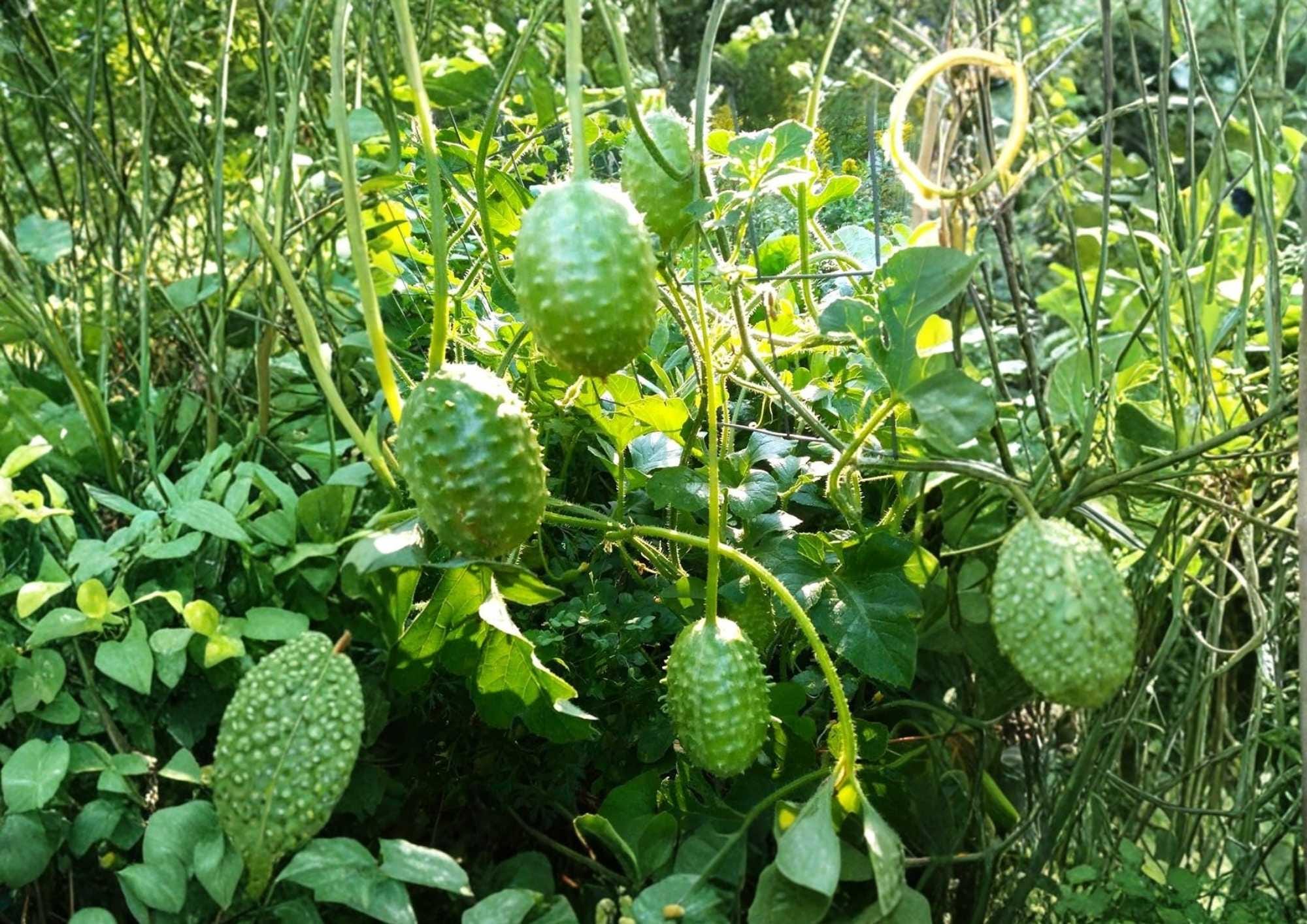 West Indian Gherkin Seeds, Rare Spiny Cucumbers, High Yield Vine Variety, Garden Planting