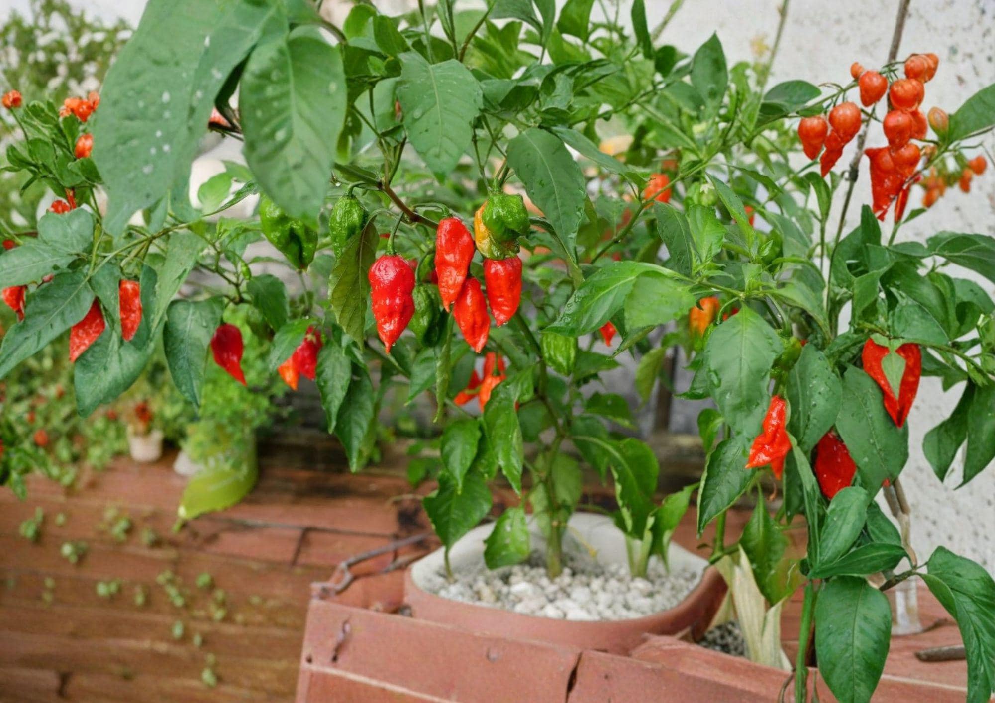25+ Ghost Pepper Seeds Bhut Jolokia Non GMO Heirloom Extremely Hot ...