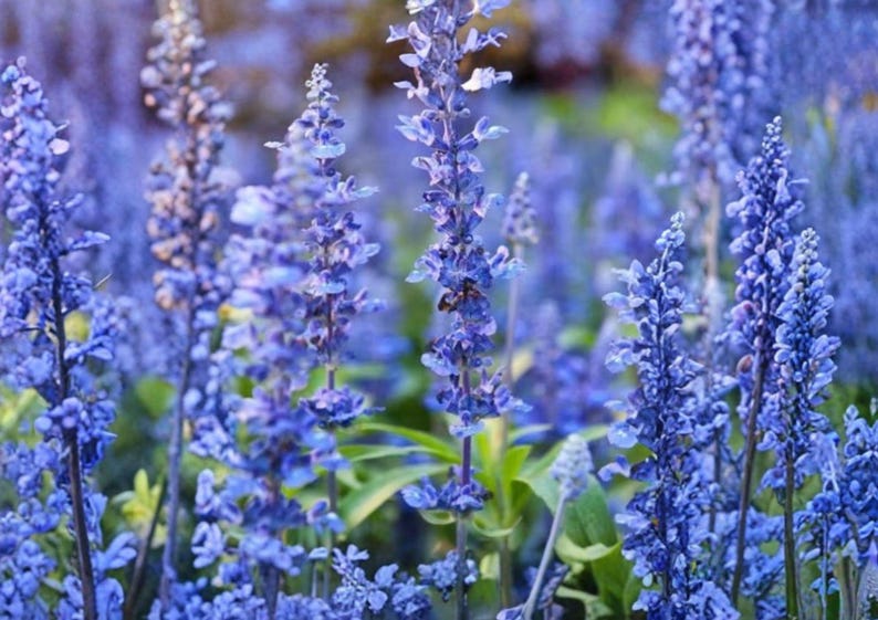 PopsiGarden Hyssop Seeds - Thumbnail 3