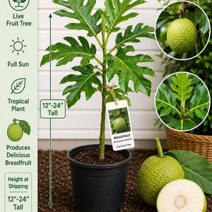 May include: A breadfruit tree in a black pot, labeled as a live fruit tree. The plant is 12-24 inches tall and thrives in full sun. The image includes a close-up of the fruit and leaves, highlighting its tropical nature.