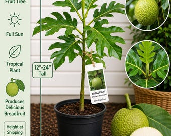 Breadfruit Live Fruit Tree 12–24 Inches Tall – Artocarpus camansi