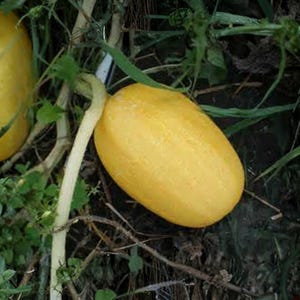 May include: Two oblong, yellow fruits rest among green foliage and brown twigs. The fruits are connected to a white vine. The scene is set outdoors, with a natural, earthy aesthetic.