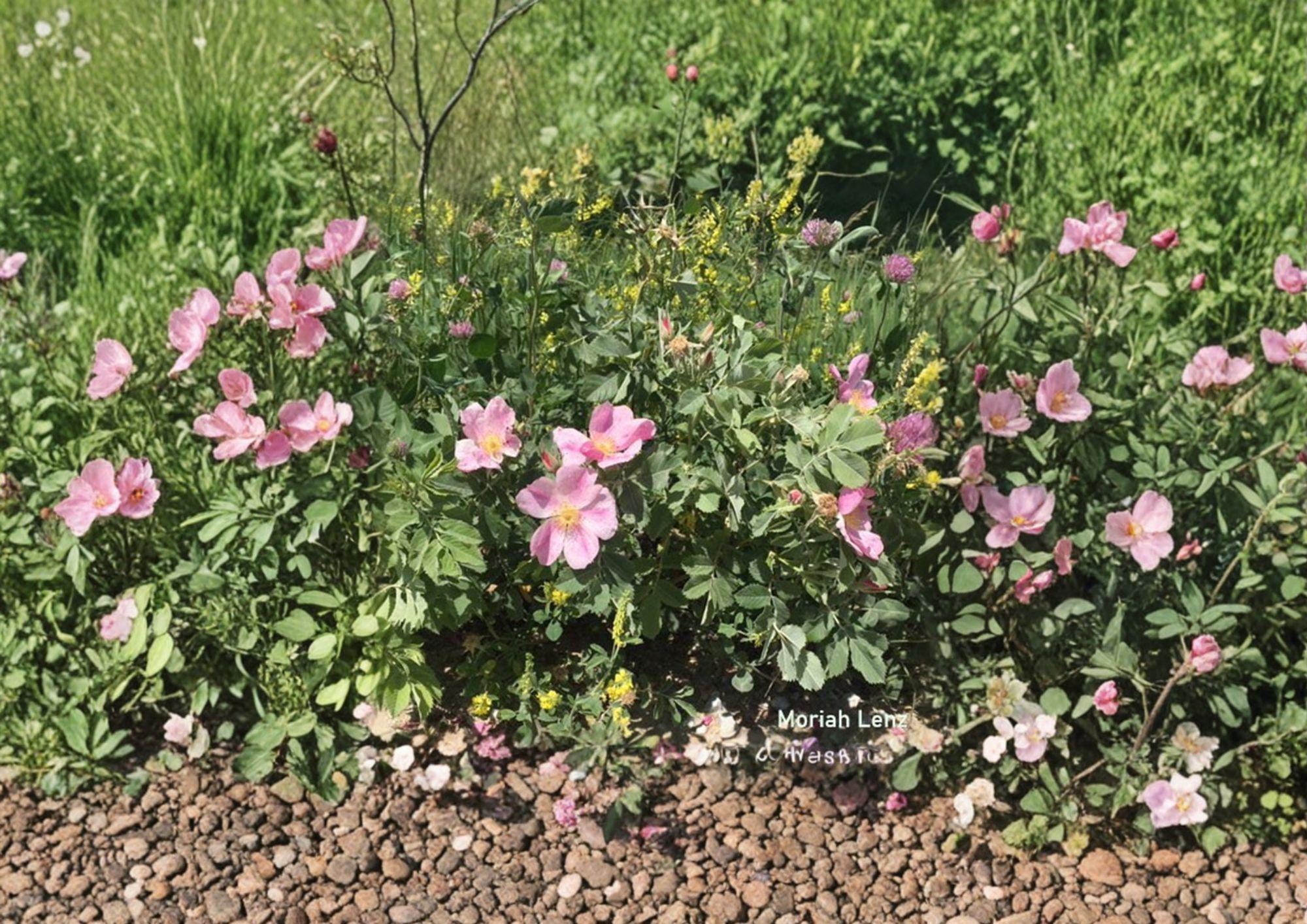 Rosa Arkansana Prairie Wild Rose Seeds – Fragrant Pink Blooms, Native ...