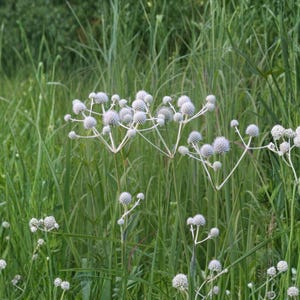 May include: A field of tall green grass with several white globe thistle plants in bloom. The thistle flowers have a spiky, spherical shape and are clustered at the end of thin stems.