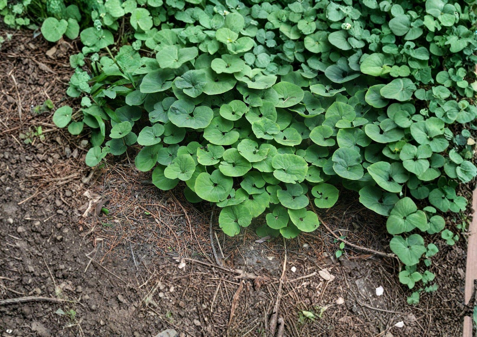 Wild Ginger Seeds