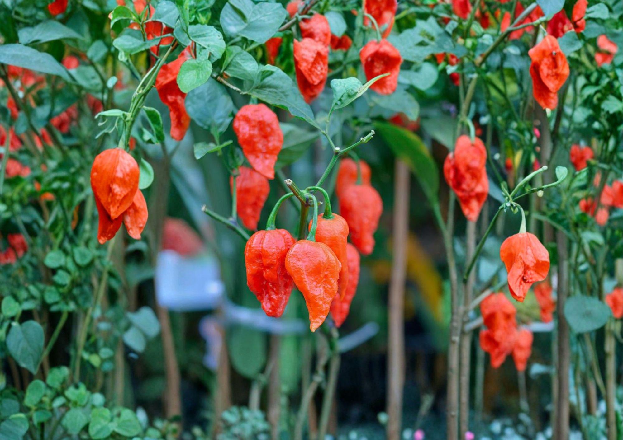 25+ Ghost Pepper Seeds Bhut Jolokia Non GMO Heirloom Extremely Hot ...