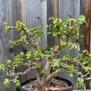 May include: A Portulacaria afra bonsai tree with thick, woody stems and small, round, light green succulent leaves. The branches are shaped and trained with thin, coiled copper-colored wire, and the plant is potted in a black circular container.