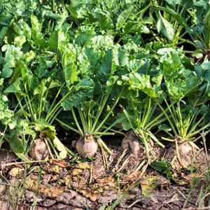 May include: A close-up shot of sugar beets growing in a field. The beets have large green leaves and are partially exposed, showing their bulbous, light-brown roots. The surrounding soil is rich and dark, with other green plants in the background.