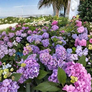 May include: A dense cluster of blooming hydrangea flowers in shades of purple, lavender, violet, and pink, featuring rounded flower heads with small petals and deep green leaves, set against a bright outdoor landscape with a clear blue sky.