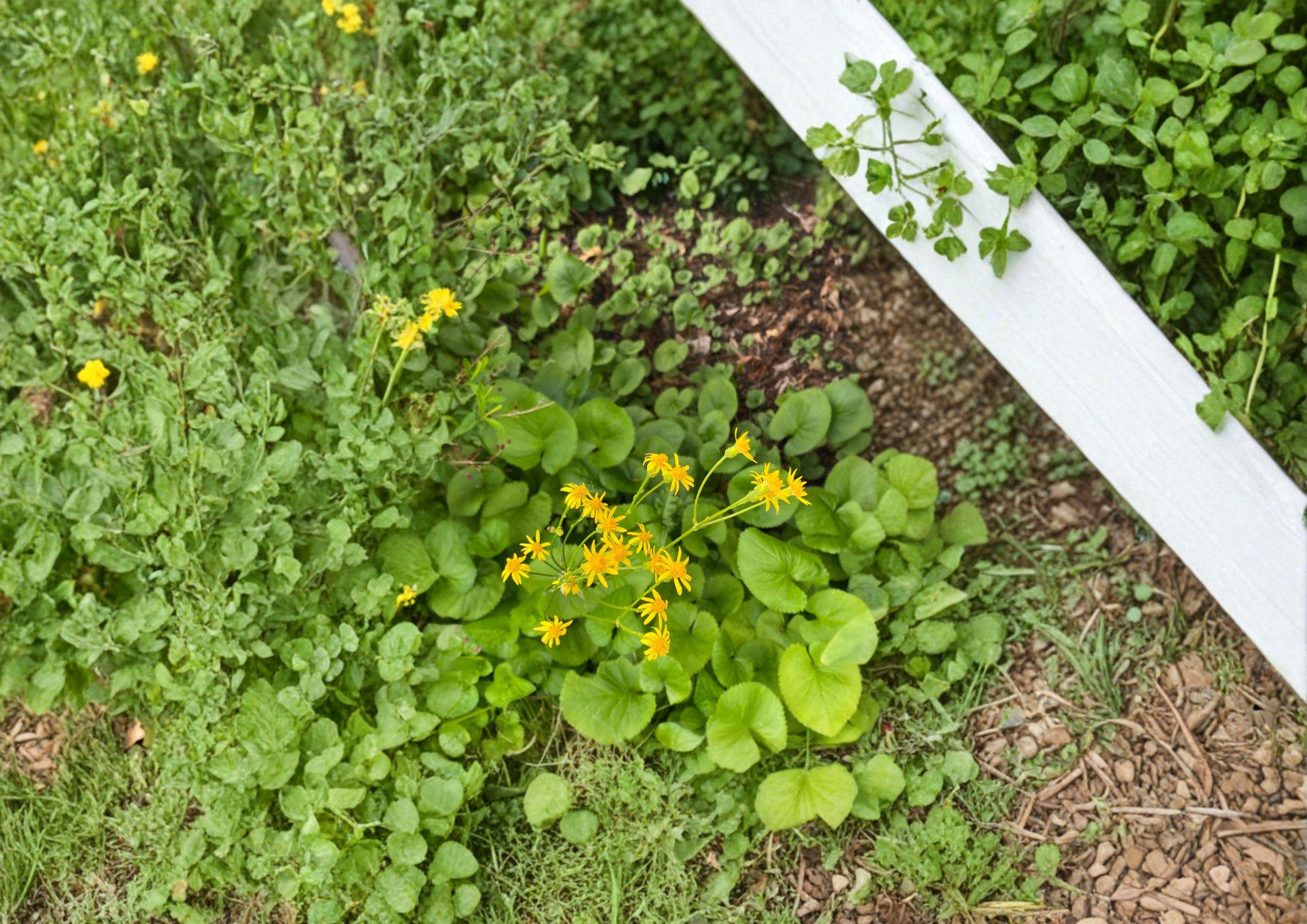 Packera Aurea Golden Ragwort Seeds – Yellow Spring Blooms, Woodland ...