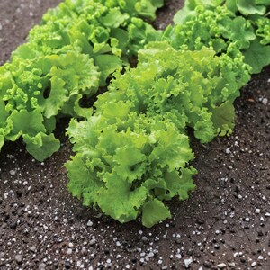 K&ouml;nnte beinhalten: Nahaufnahme von frischem, leuchtend gr&uuml;nem Salat, der in dunkler Erde w&auml;chst. Der Salat hat krause, strukturierte Bl&auml;tter. Das Bild zeigt die nat&uuml;rliche Sch&ouml;nheit des Blattgem&uuml;ses.