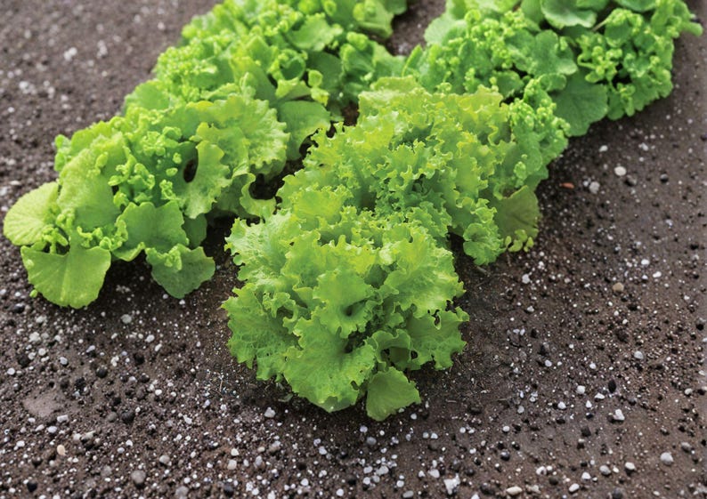 K&ouml;nnte beinhalten: Nahaufnahme von frischem, leuchtend gr&uuml;nem Salat, der in dunkler Erde w&auml;chst. Der Salat hat krause, strukturierte Bl&auml;tter. Das Bild zeigt die nat&uuml;rliche Sch&ouml;nheit des Blattgem&uuml;ses.