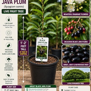 May include: A Black Java Plum live fruit tree in a black pot. The plant is 1-2 feet tall at the time of shipping. The image includes text about the plant's features, including its fragrant flowers and sweet, juicy fruit.