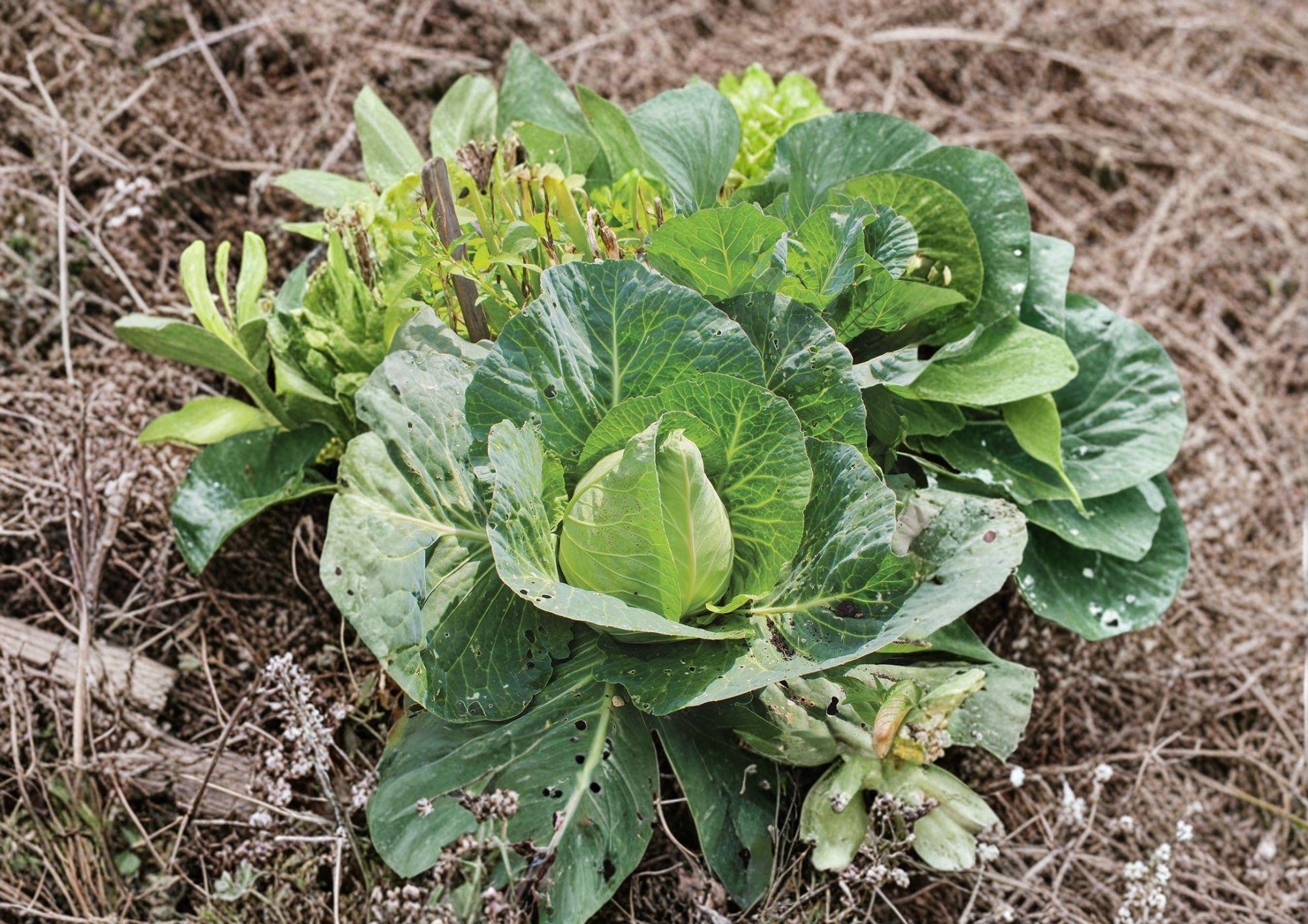 Early Jersey Wakefield Cabbage Seeds - 500 Heirloom Seeds - Etsy