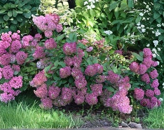 Raspberry Sundae Hydrangea Live Plant – Compact Panicle Hydrangea – White to Raspberry Pink Flowering Shrub
