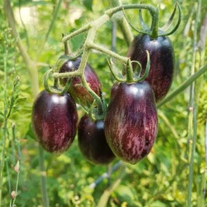 May include: A cluster of oblong, dark purple tomatoes with green stems and leaves. The tomatoes have a mottled appearance with streaks of lighter purple and red. The background is a blur of green foliage.