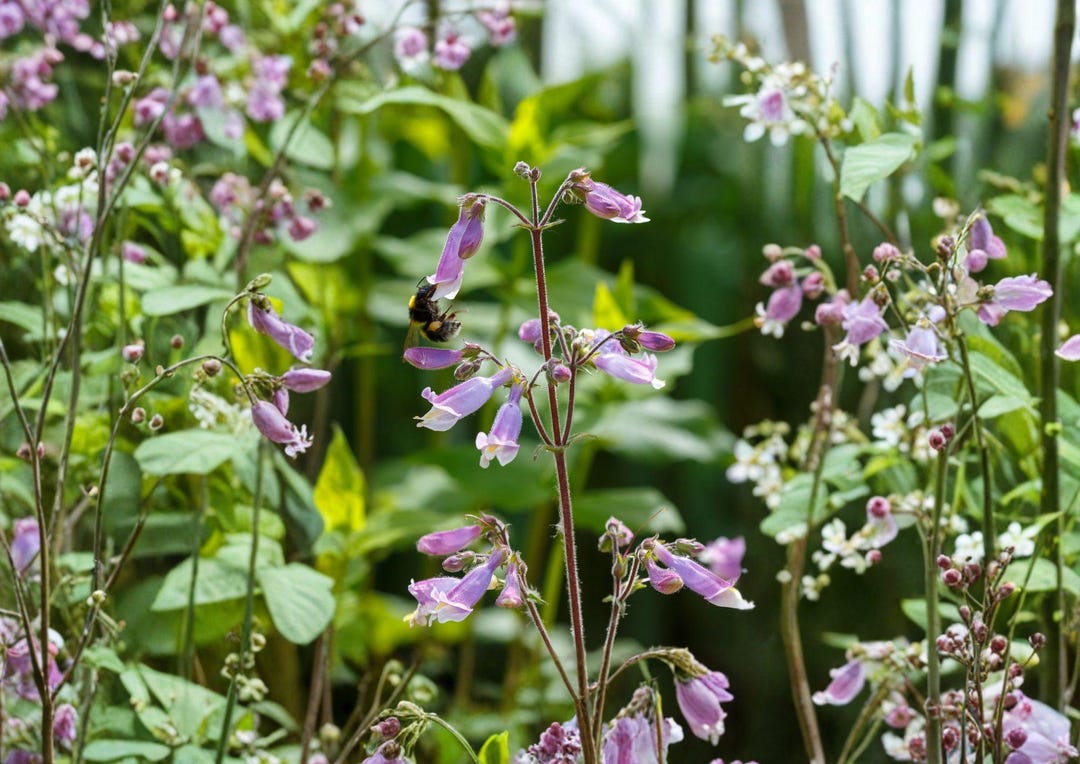 Native Penstemon Penstemon Hirsutus Hairy Beardtongue 100 Seeds - Native Perennial With ...