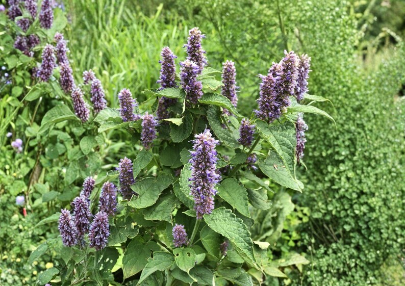 PopsiGarden Hyssop Seeds