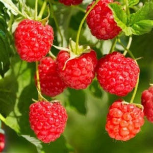 May include: A cluster of ripe, vibrant red raspberries hanging from green stems with small green leaves. The berries have a textured, bumpy surface and are shown in various stages of ripeness, with some appearing larger and more rounded than others.