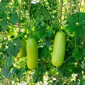 May include: Three elongated, light green gourds hang from vines with lush green leaves. The gourds are smooth-skinned and cylindrical, with a slight curve. The image is a close-up of the gourds and foliage, with a natural, outdoor setting.