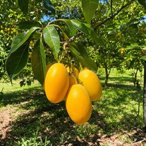 May include: A cluster of bright yellow, oval-shaped Marian plum fruits hanging from a tree branch. The smooth-skinned fruits are surrounded by vibrant green, pointed leaves, with sunlight filtering through the orchard canopy in the background.