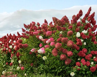 Pink to Red White Hydrangea Live Plant – 5–9" Tall – Color Changing Flowering Bush Shrub