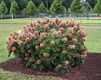 Oakleaf Hydrangea Shrub – 1 Live Plant 6–10" Tall – White Flowering Native Landscape Shrub