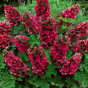 2 Ruby Slippers Hydrangea Live Plants – 4" Pots – Well Rooted – Color-Changing Oakleaf Flowering Shrubs
