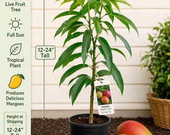 Mango Live Fruit Tree 12–24 Inches Tall – Mangifera indica