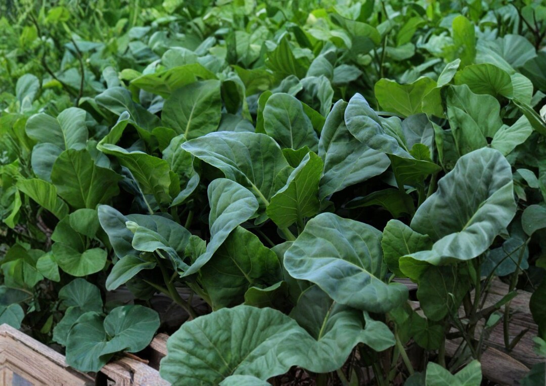 Wan Shen Kailan Seeds - Chinese Broccoli, Tender Stems (300 Seeds) - Etsy