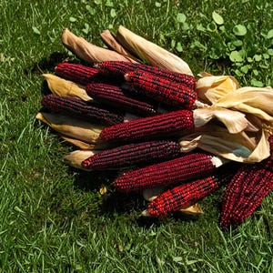 May include: A collection of vibrant red and black corn cobs with dried husks, resting on a bed of green grass. The corn kernels display a striking color contrast, suggesting a unique variety. The image captures a natural, rustic aesthetic.
