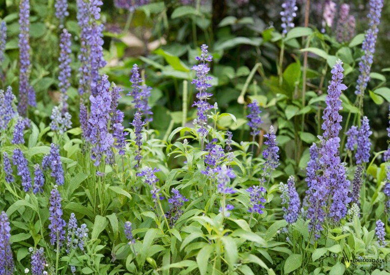 PopsiGarden Hyssop Seeds - Thumbnail 2