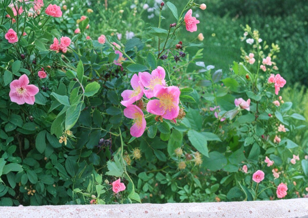 Rosa Arkansana Prairie Wild Rose Seeds – Fragrant Pink Blooms, Native ...