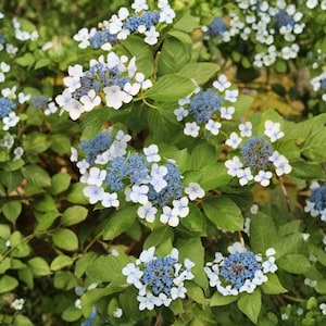 May include: A lacecap hydrangea shrub featuring clusters of small, deep blue central florets surrounded by a ring of larger, pale white to light blue petals, set against a backdrop of vibrant green, serrated, oval-shaped leaves on thin stems.
