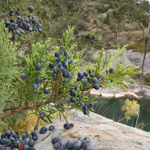 May include: Close-up of a juniper branch laden with dark blue berries. The evergreen foliage is a vibrant green, contrasting with the berries. Some berries have fallen onto a light-colored rock. The background shows a lake and rocky terrain.