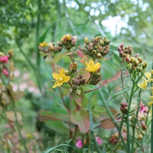 Hypericum Punctatum Seeds – 500 Native Wildflower Seeds for Yellow Blooms